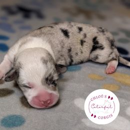 American Corgi and Pembroke Welsh Corgi Puppies from Chloe's Colorful Corgis