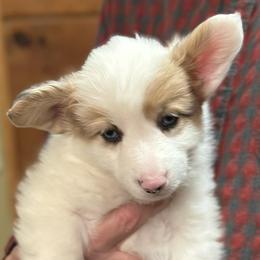 Fitz - Sable male Pembroke Welsh Corgi puppy in Lima, New York from Hickory Springs Corgis
