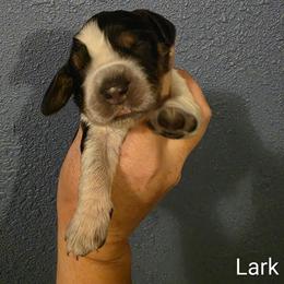 Lark - Tri-Roan female English Springer Spaniel puppy in Lake City, Florida from Thunderbird Springers