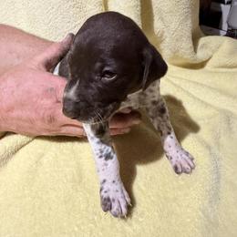 Black - Liver roan male German Shorthaired Pointer puppy in Jackson, Georgia from Rosengrace Gsps (formerly Tiner GSP’s)
