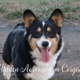 Copper - Pembroke Welsh Corgi