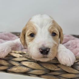 Pink Female - Parti female Goldendoodle puppy in Great Falls, Montana from Montana Goldendoodles