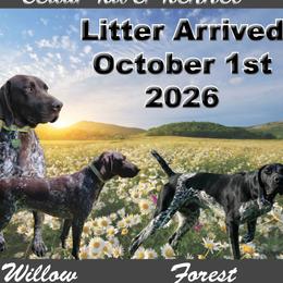 German Shorthaired Pointer puppies from Susan's German Shorthaired Pointers