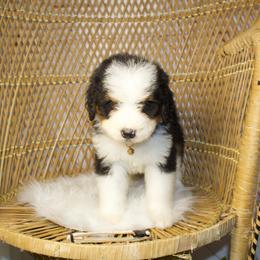 Tan male - Tri-color male Bernedoodle puppy in Belgreen, Alabama from Scott’s Farm Poodles and Doodles