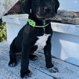 Lime Dalmador Female - White and black female Dalmatian puppy in Westhoff, Texas from Smart Dalmatians