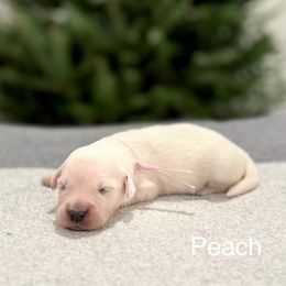 Peach - Light golden female Golden Retriever puppy in Conroe, Texas from Tails of Cypress