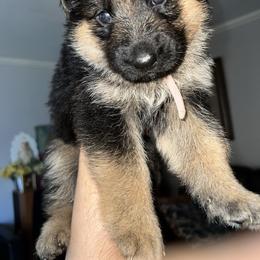 Pink - Black and red female German Shepherd puppy in Sacramento, California from Von Blackwolf German Shepherds