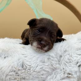 Cocoa - Chocolate male Australian Labradoodle puppy in Anderson, California from Shaggy Doodles