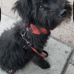 Yorkipoo and Yorkshire Terrier Puppies from Yorkie Oodle Doodle