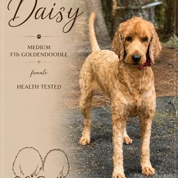 Daisy - Goldendoodle