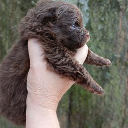 Pixie pup 1 - Chocolate male Pomeranian puppy in Carrollton, Georgia from B AND R'S POMERANIAN'S