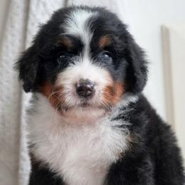 Lisette - Tri-color female Bernedoodle puppy in Folsom, Louisiana from DoodlesFarmCo