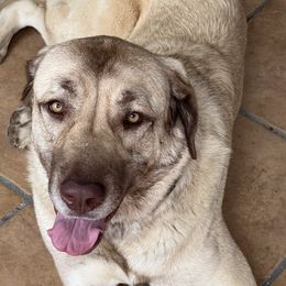 Anatolian Shepherd Dogs from Miralan Guardian Dog's