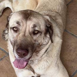 Anatolian Shepherd Dogs from Miralan Guardian Dog's