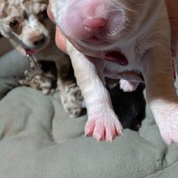 Opal - Cream and white female Chihuahua puppy in Casper, Wyoming from Coffey Chihuahua Café