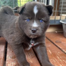 Girl 2 - Siberian Husky puppy in Jonesborough, Tennessee from Dry Creek Siberians