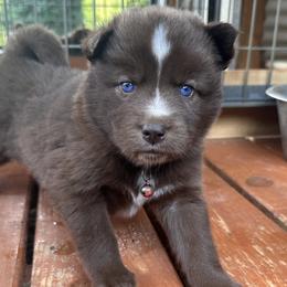 Girl 2 - Siberian Husky puppy in Jonesborough, Tennessee from Dry Creek Siberians