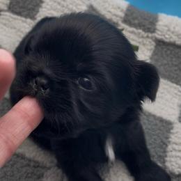 Emerald- green collar - Black and white female Shih Tzu puppy in Clarksburg, West Virginia from Pilgrim Shih tzu