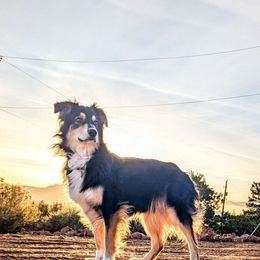 Adi - Australian Shepherd