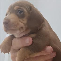 Rylee - Chocolate and tan female Dachshund puppy in Pahrump, Nevada from Heaven Sent Doxies