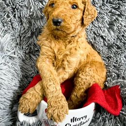 Goldendoodle and Poodle Puppies from The Henry Doodles
