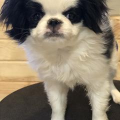 Girl 1 - Black and white female Japanese Chin puppy in Sandstone, Minnesota from Peaceful Garden Cavaliers