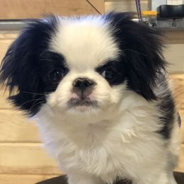 Girl 1 - Black and white female Japanese Chin puppy in Sandstone, Minnesota from Peaceful Garden Cavaliers