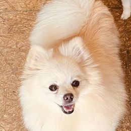 Boston Terriers and Pomeranians from Mosaic Poms Too