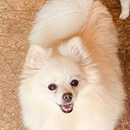 Boston Terriers and Pomeranians from Mosaic Poms Too