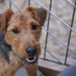Lacie - Welsh Terrier