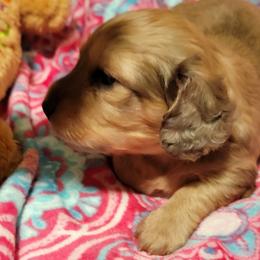 Dachshund Puppies from CLARK'S BREEDING PROGRAM