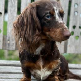 Australian Shepherds and Dachshunds from Lil’ Town Aussies