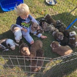 Aussiedoodle and Australian Shepherd Puppies from RoseWest Farms