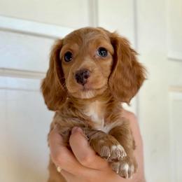 Nugget - Red male Dachshund puppy in Corona, California from M & M Doxies