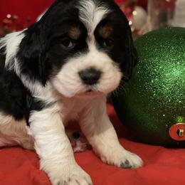 English Springer Spaniel Puppies from Powers English Springer Spaniels