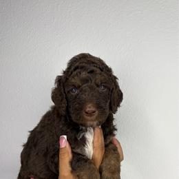 Blade - Phantom male Poodle puppy in Plant City, Florida from Empire Poodles