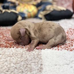Rusty - Dapple male Dachshund puppy in Purdy, Missouri from Shotgun Pups