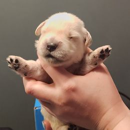 Boy 1 - male Golden Retriever puppy in Carlisle, Ohio from Hermosa Havanese and Golden Retrievers