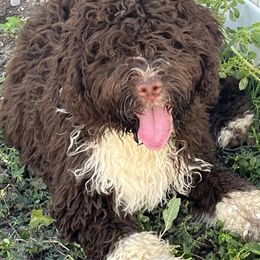 Spanish Water Dog Puppies from LIJA Spanish Water Dogs