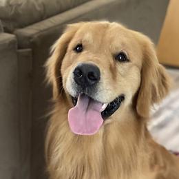Whiskey - Golden Retriever