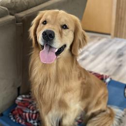 Whiskey - Golden Retriever