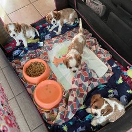 Cavalier King Charles Spaniels from Karen's Cavalier King Charles Spaniels