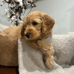 Burgundy- Girl - Apricot female Goldendoodle puppy in Thomasville, Georgia from South Georgia Golden Doodle Ranch LLC