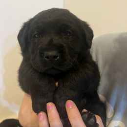 Boy - Blue Collar - Black male Labrador Retriever puppy in Woodbury, Connecticut from A Dog’s Life Farm