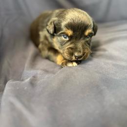 Double chocolate - Black tri female Miniature Australian Shepherd puppy in Medical Lake, Washington from MAS Gone Rogue