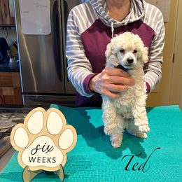 Boy 2 - male Poodle puppy in Somerville, Massachusetts from Jubilee Poodles