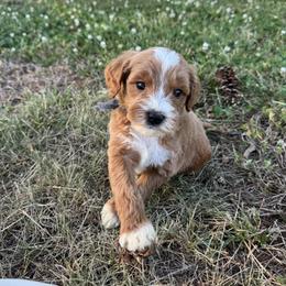Scoop - Grey collar boy - Red  male Goldendoodle puppy in Ruthorfordton, North Carolina from Duncan Doodles Goldendoodles