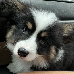 Bowie - Pembroke Welsh Corgi