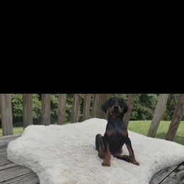 Mocha - Black and rust male Doberman Pinscher puppy in Lake City, Florida from Crosspointe Canines; Home of Karmic Doberman Pinschers & Stellar Dutch Shepherds