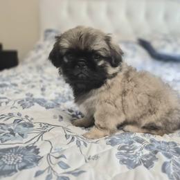 Green Bean - Fawn sable male Pekingese puppy in Chehalis, Washington from Megan's Pekingese